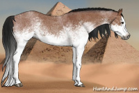 Horse Color:Gray White Spotted Bay Roan Splash  and Gray White Spotted Bay Roan Splash 