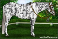 Horse Color:Black Appaloosa  and Bay Roan Splash Appaloosa 