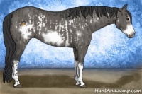 Horse Color:Black Frame and Grullo Frame