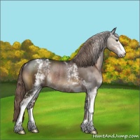 Horse Color:White Spotted Liver Chestnut Sabino Rabicano