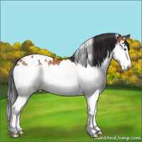 Horse Color:White Spotted Bay Splash