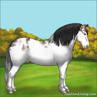 Horse Color:White Spotted Bay Ice Sabino Splash Appaloosa 