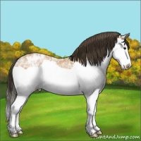 Horse Color:Bay Ice Splash Appaloosa 