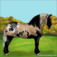 Horse Color:White Spotted Chestnut Splash Varnish 