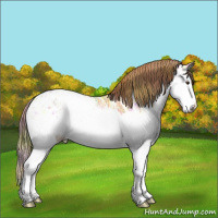 Horse Color:Nacre Chestnut Ice Sabino Splash Appaloosa 