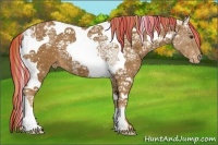 Horse Color:Painted Chestnut Ice Tobiano Appaloosa 