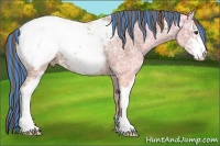 Horse Color:Painted Chestnut Ice Sabino Appaloosa