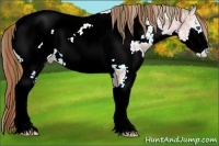 Horse Color:Plaid Chestnut Ice Sabino Splash Appaloosa