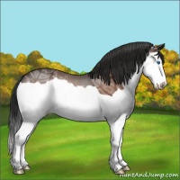 Horse Color:Bay Ice Splash Varnish 