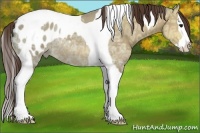 Horse Color:Bay Ice Dun Splash Tobiano Blanket Rabicano 
