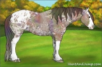 Horse Color:Nacre Bay Ice Sabino Splash Blanket