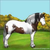 Horse Color:Brown Splash Tobiano Blanket 