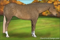 Horse Color:Chocolate Palomino 
