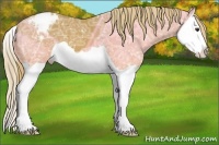 Horse Color:Chestnut Ice Splash Appaloosa