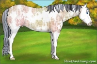 Horse Color:Painted White Spotted Bay Ice Dun Splash