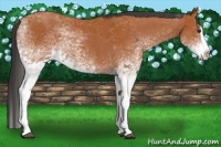 Horse Color:White Spotted Bay Splash  and White Spotted Bay Splash 