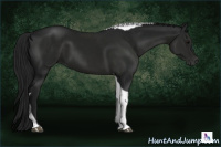 Horse Color:Gray Black Tobiano 