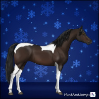 Horse Color:Gray Brown Tobiano 