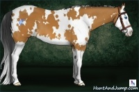 Horse Color:White Spotted Bay Splash 