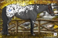 Horse Color:White Spotted Blue Roan Appaloosa