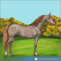 Horse Color:Liver Red Dun Brindle 