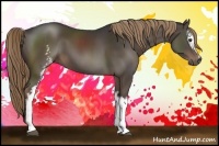 Horse Color:White Spotted Liver Chestnut 