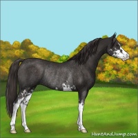 Horse Color:Liver Chestnut Sabino Rabicano 
