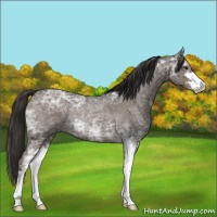 Horse Color:Liver Red Ice Roan Sabino Rabicano 