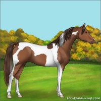 Horse Color:Liver Chestnut Tobiano 
