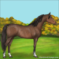 Horse Color:Liver Chestnut Sabino Rabicano 