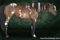 Horse Color:White Spotted Brown 