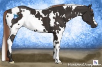 Horse Color:White Spotted Liver Chestnut