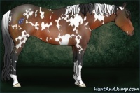Horse Color:White Spotted Bay 