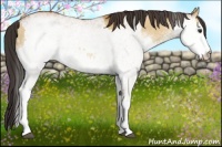 Horse Color:White Spotted Bay Dun Splash  and White Spotted Bay Dun 