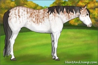 Horse Color:White Spotted Bay Splash  and White Spotted Bay Splash 
