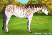 Horse Color:White Spotted Bay Splash  and White Spotted Bay Splash Appaloosa 