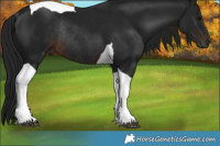 Horse Color:Gray Brown Tobiano Rabicano 