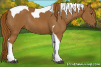 Horse Color:Chestnut Tobiano Rabicano