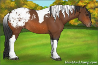 Horse Color:Bay Tobiano Appaloosa Rabicano