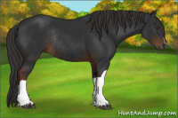 Horse Color:Gray Liver Chestnut Rabicano 
