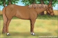 Horse Color:Chestnut Rabicano 