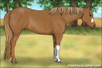 Horse Color:Chestnut Rabicano 