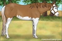 Horse Color:Chestnut Splash 