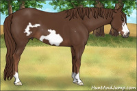 Horse Color:Gray Chestnut Frame 