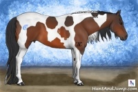Horse Color:Brown Tobiano 