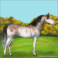 Horse Color:White Spotted Bay Splash  and Gray White Spotted Bay Splash 