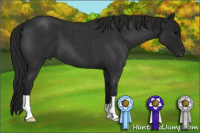 Horse Color:Gray Blue Roan 