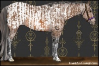 Horse Color:Bay and Bay Appaloosa