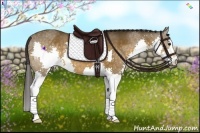 Horse Color:Buckskin Splash Rabicano 