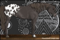 Horse Color:Smoky Black Appaloosa 